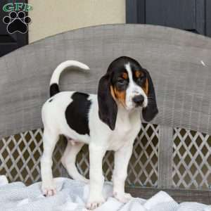 Ranger, Treeing Walker Coonhound Puppy