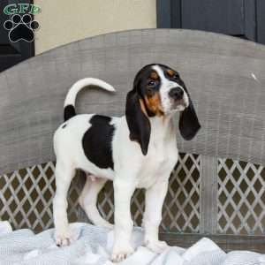 Ranger, Treeing Walker Coonhound Puppy