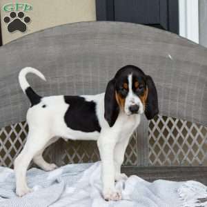 Ranger, Treeing Walker Coonhound Puppy
