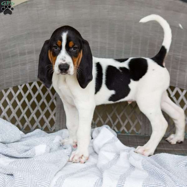 Ranger, Treeing Walker Coonhound Puppy