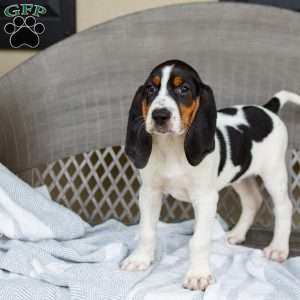 Ranger, Treeing Walker Coonhound Puppy