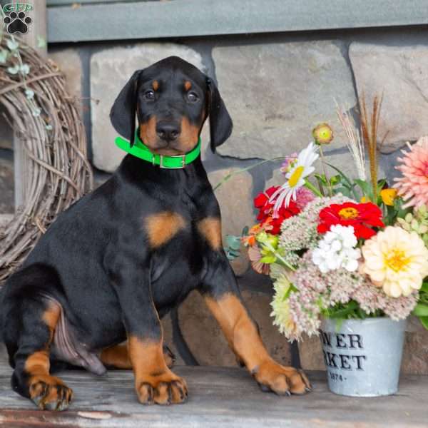 Justice, Doberman Pinscher Puppy