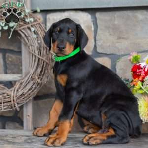 Justice, Doberman Pinscher Puppy