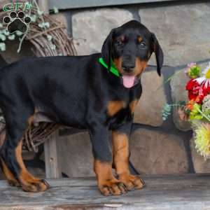 Justice, Doberman Pinscher Puppy