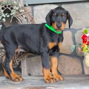 Justice, Doberman Pinscher Puppy