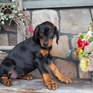 Jayla, Doberman Pinscher Puppy