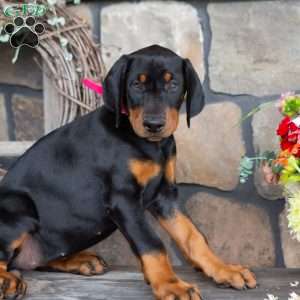 Jayla, Doberman Pinscher Puppy