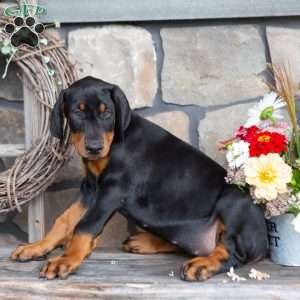 Jayla, Doberman Pinscher Puppy