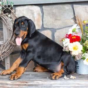 Jayla, Doberman Pinscher Puppy