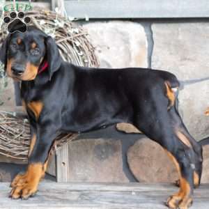 Jayla, Doberman Pinscher Puppy