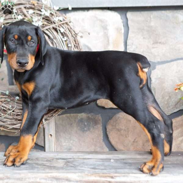 Jayla, Doberman Pinscher Puppy