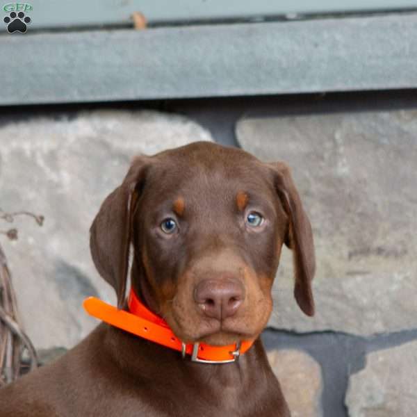 Jackson, Doberman Pinscher Puppy