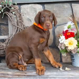 Jackson, Doberman Pinscher Puppy