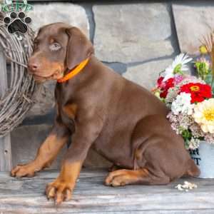 Jackson, Doberman Pinscher Puppy