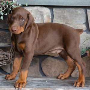 Jackson, Doberman Pinscher Puppy
