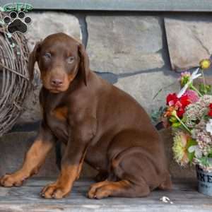 Jackson, Doberman Pinscher Puppy