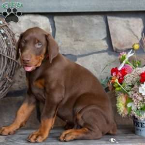 Jackson, Doberman Pinscher Puppy
