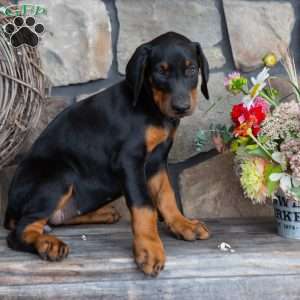 Jenna, Doberman Pinscher Puppy
