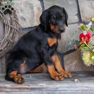 Jenna, Doberman Pinscher Puppy