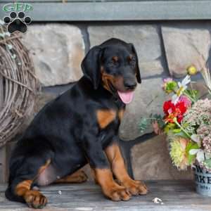 Jenna, Doberman Pinscher Puppy