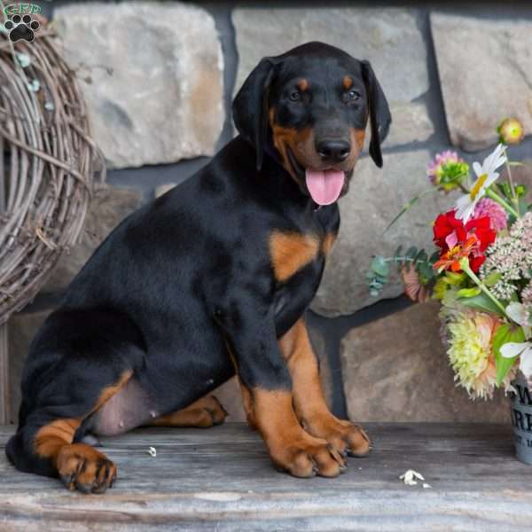 Jenna, Doberman Pinscher Puppy
