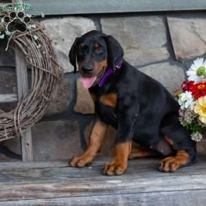 Jenna, Doberman Pinscher Puppy