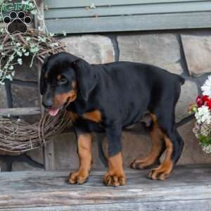 Judge, Doberman Pinscher Puppy