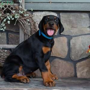 Judge, Doberman Pinscher Puppy