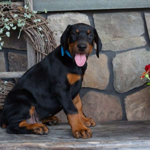 Judge, Doberman Pinscher Puppy