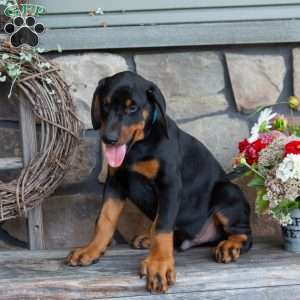 Judge, Doberman Pinscher Puppy