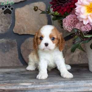 Pepper, Cavalier King Charles Spaniel Puppy