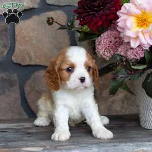 Pepper, Cavalier King Charles Spaniel Puppy