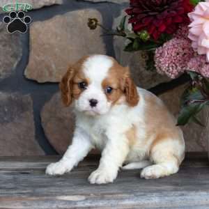 Pepper, Cavalier King Charles Spaniel Puppy