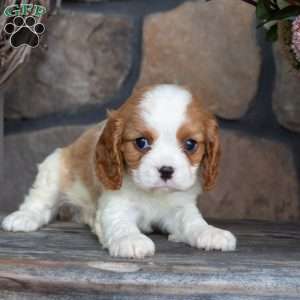Pepper, Cavalier King Charles Spaniel Puppy