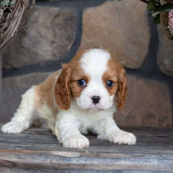 Pepper, Cavalier King Charles Spaniel Puppy