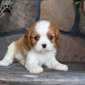 Pepper, Cavalier King Charles Spaniel Puppy