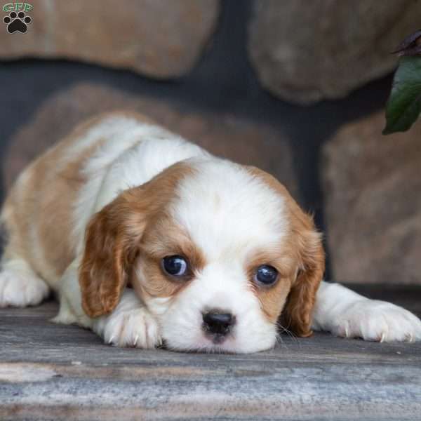 Pumpkin, Cavalier King Charles Spaniel Puppy