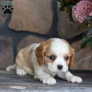 Pumpkin, Cavalier King Charles Spaniel Puppy