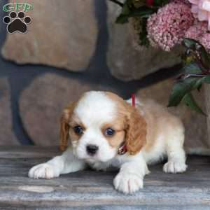 Pumpkin, Cavalier King Charles Spaniel Puppy