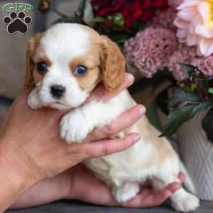 Pumpkin, Cavalier King Charles Spaniel Puppy