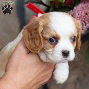 Pumpkin, Cavalier King Charles Spaniel Puppy