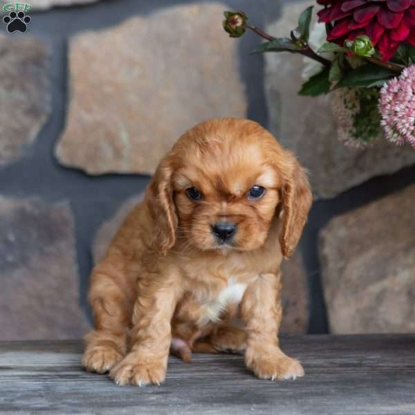 Parker, Cavalier King Charles Spaniel Puppy
