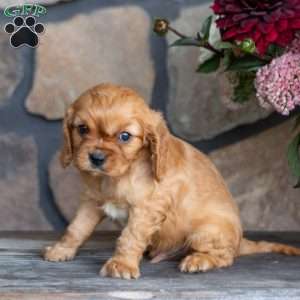 Parker, Cavalier King Charles Spaniel Puppy