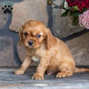 Parker, Cavalier King Charles Spaniel Puppy
