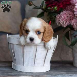 Pumpkin, Cavalier King Charles Spaniel Puppy