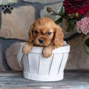Parker, Cavalier King Charles Spaniel Puppy