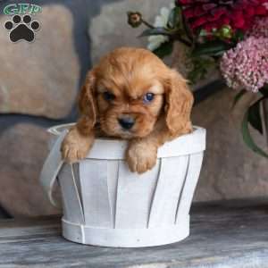 Parker, Cavalier King Charles Spaniel Puppy