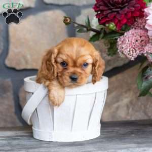 Piper, Cavalier King Charles Spaniel Puppy