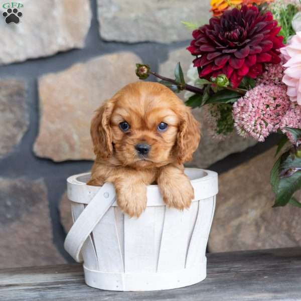 Piper, Cavalier King Charles Spaniel Puppy
