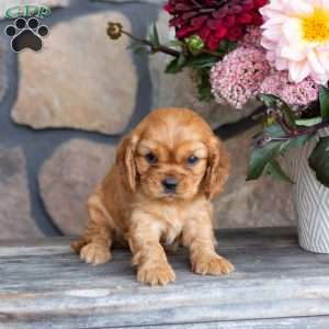 Piper, Cavalier King Charles Spaniel Puppy
